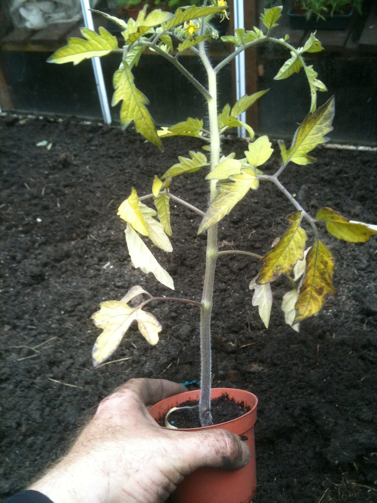 Planting Outdoor Tomatoes Life on Pig Row