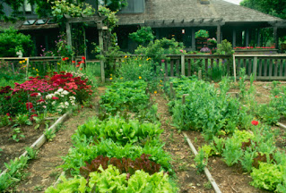 Memulai kebun organik sekitar rumah.