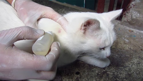 How To Prevent and Treat Cat’s Ringworm Easily How To Prevent and Treat Cat’s Ringworm Easily