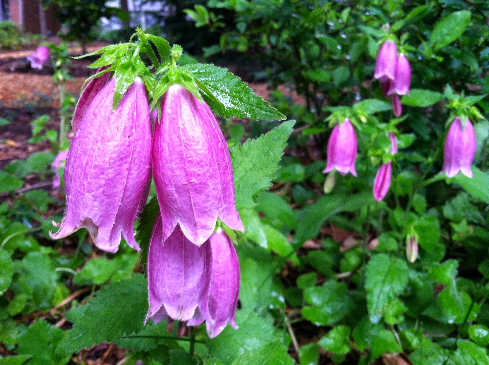 a charlotte garden Plant of the Day Spotted Bellflower
