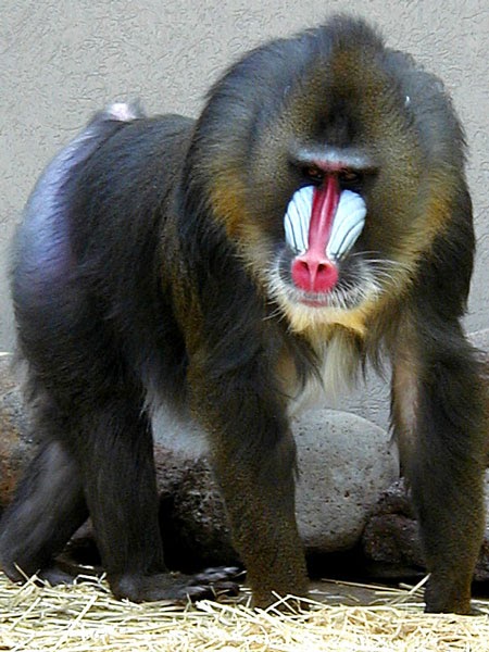 a study on the mandrill monkey from congo and nigeria And nigeria and on the island of bioko, the drill (mandrillus leucophaeus) drills and mandrills with cercopithecus and cercoce- bus species. a study on the mandrill monkey from congo and nigeria And nigeria and on the island of bioko, the drill (mandrillus leucophaeus) drills and mandrills with cercopithecus and cercoce- bus species.
