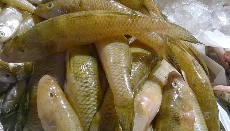 আমাদের খাদ্য, স্বাস্থ্য ও বিনোদন ৷ Daily Food, Health & Entertainment.