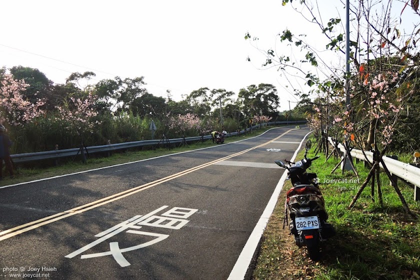 彰化 139 芬園鄉 獅子櫻花大道