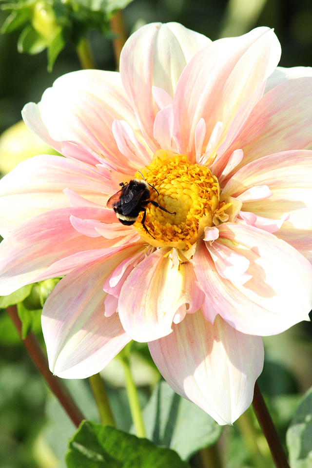 exploring we will go- a trip to the dahlia farm