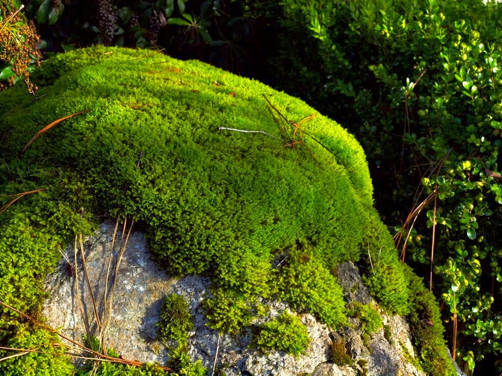 PELAPUKAN Taman Bahasa Indonesia smkn23jkt