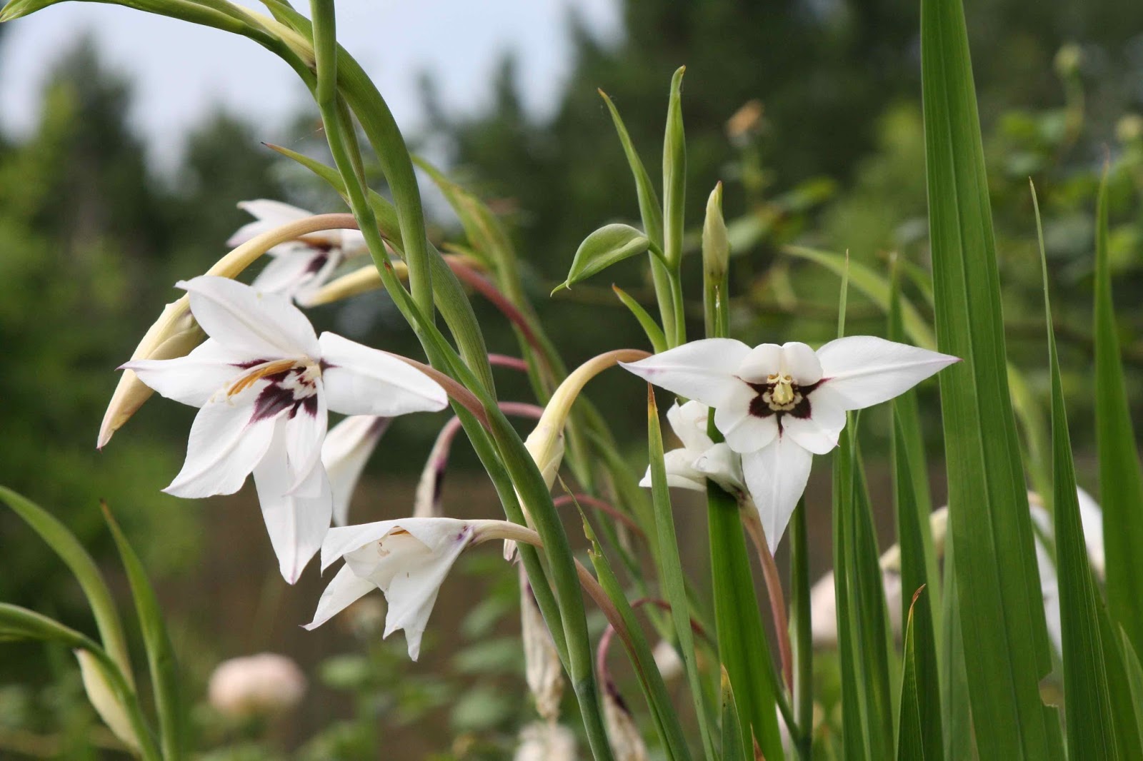 Roses and Other Gardening Joys Peacock Orchid