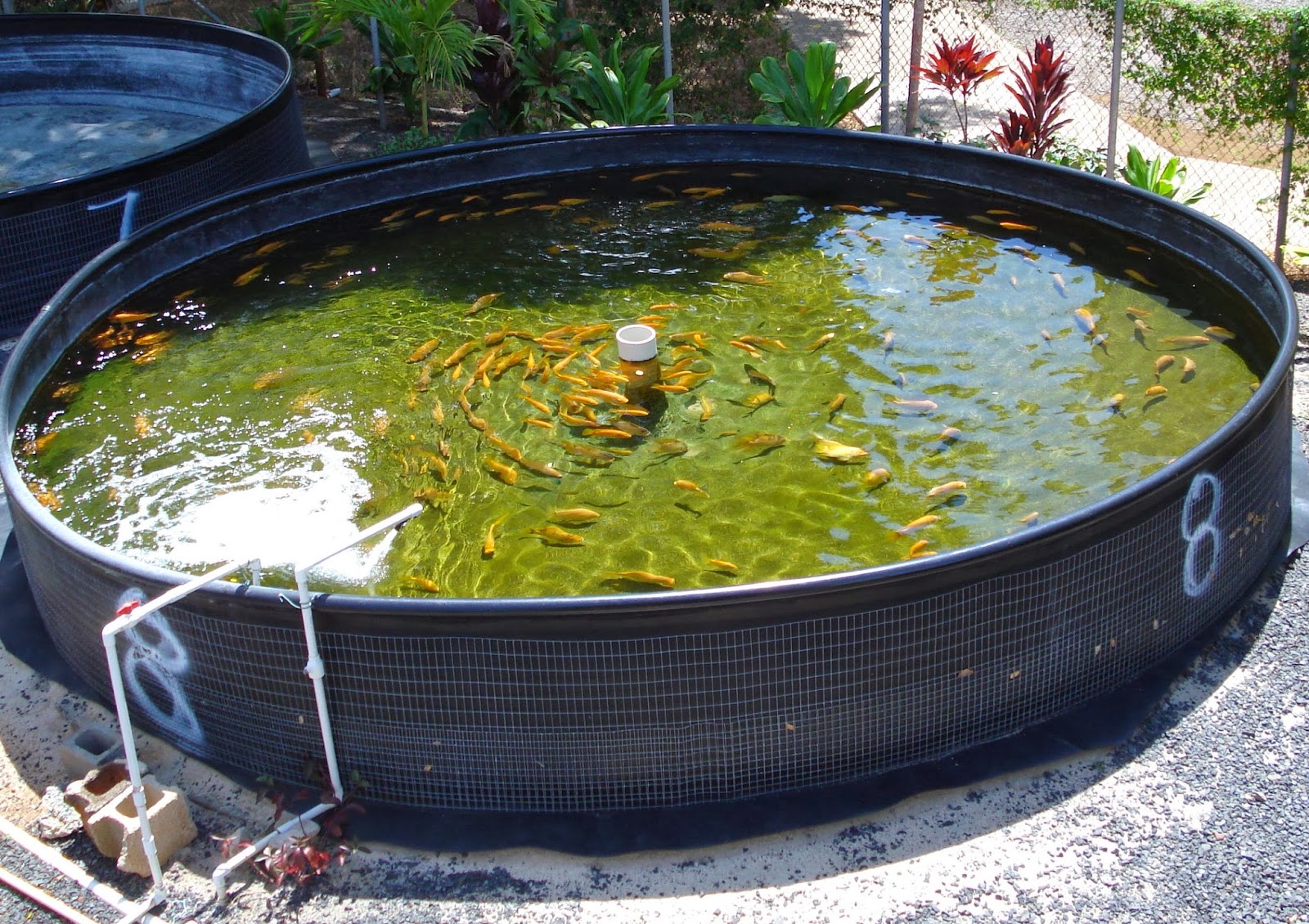 Fish garden system