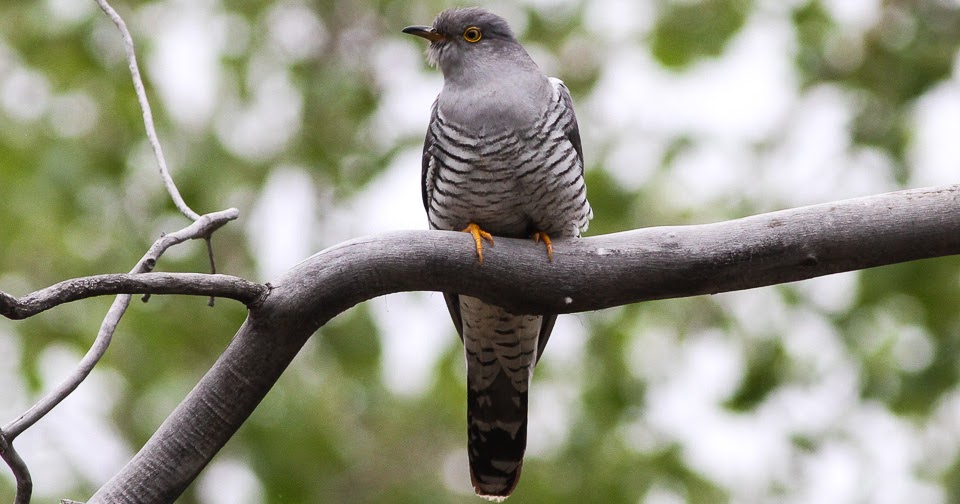 Variety of Life Cuculus