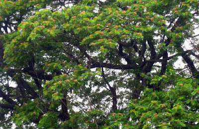 892360 গাছবন্ধু