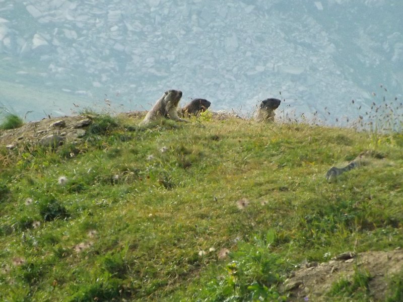 marmotte Nivolet Gran Paradiso Piemonte