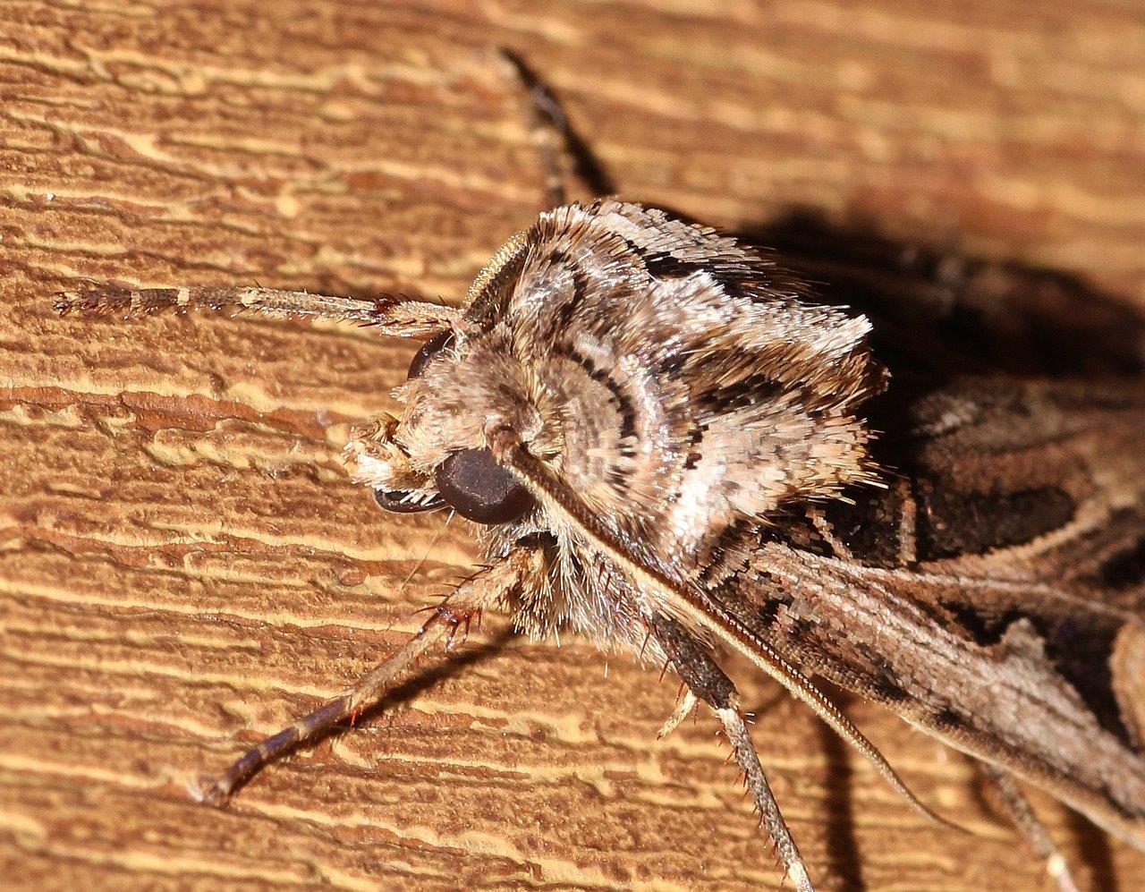 s nature s splendor western bean cutworm moth cutworm moth