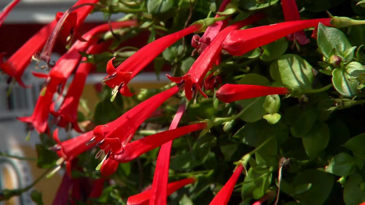 Bird In Everything Vines For Hummingbirds