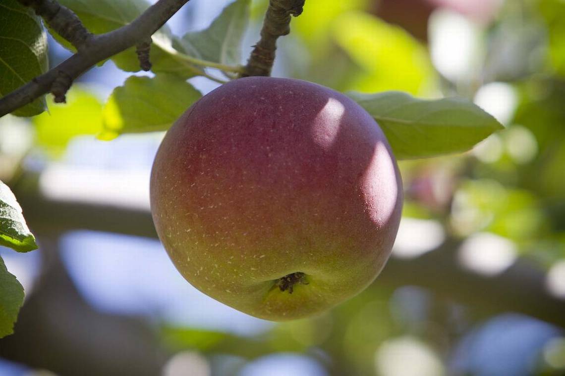 Plant Rare Plants, Plant Lovers Plant Blog Why won’t Fuji apple