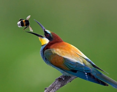 photos of beautiful birds