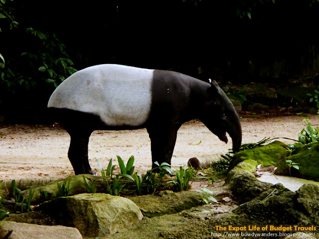 bowdywanders.com Singapore Travel Blog Philippines Photo :: Singapore :: Singapore Zoo - The World's Best Rainforest Zoo 