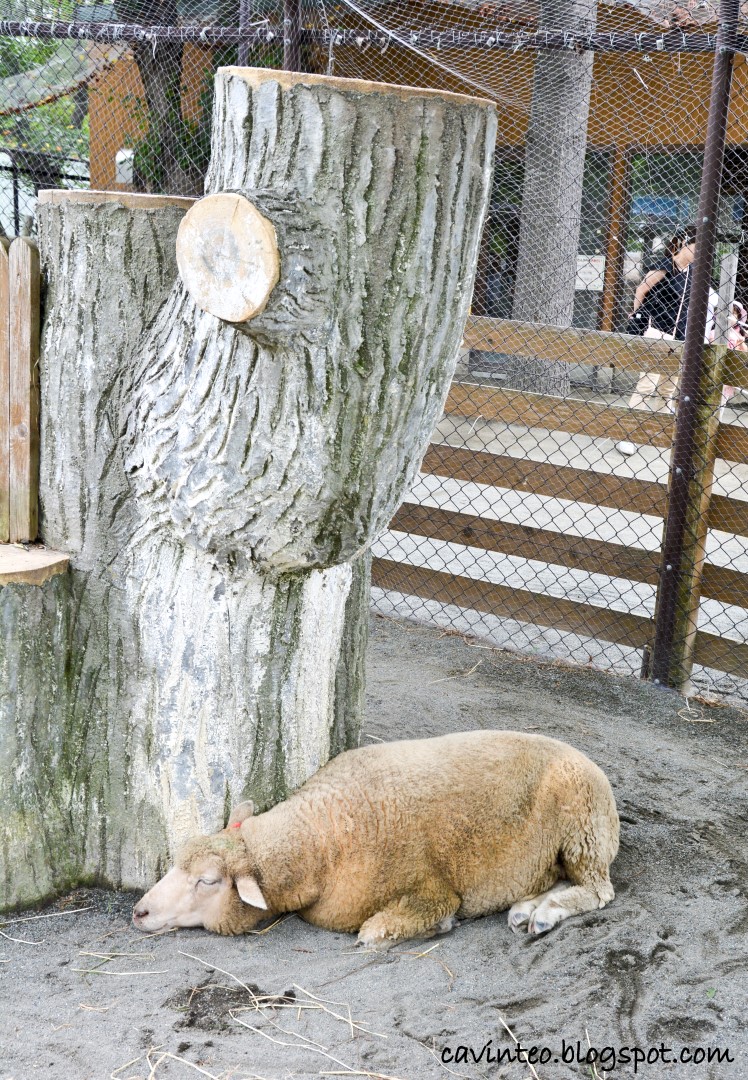 Entree Kibbles: Children's Zoo - Where Some Animals Roam Freely @ Sapporo  Maruyama Zoo [Hokkaido, Japan]