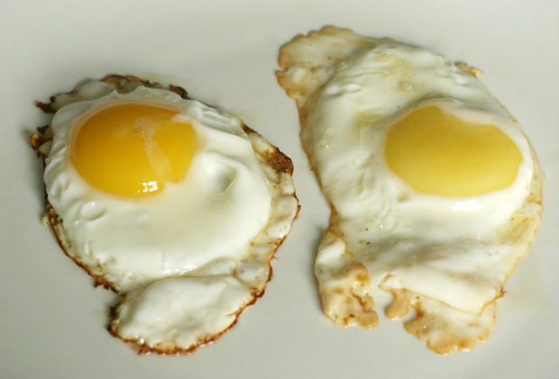 Sunny Side Eggs: Barred Plymouth Rock vs. Supermarket Brand