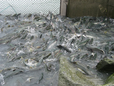 Severance Travels: Valdez - Solomon Gulch Fish Hatchery