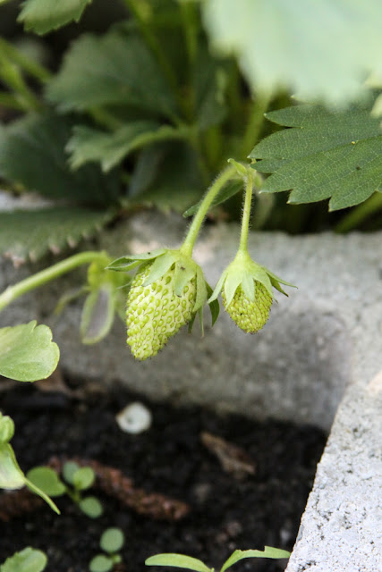 strawberries, garden, Anne Butera, My Giant Strawberry