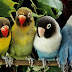 Colorful parrots on a branch