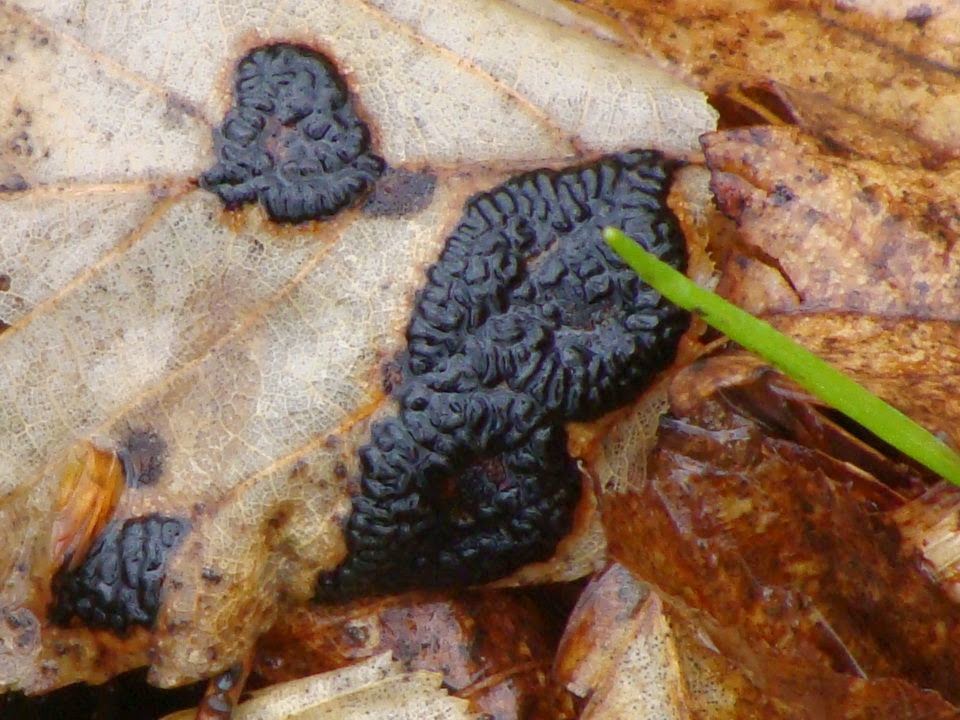 Rhytisma acerinum DSC31793