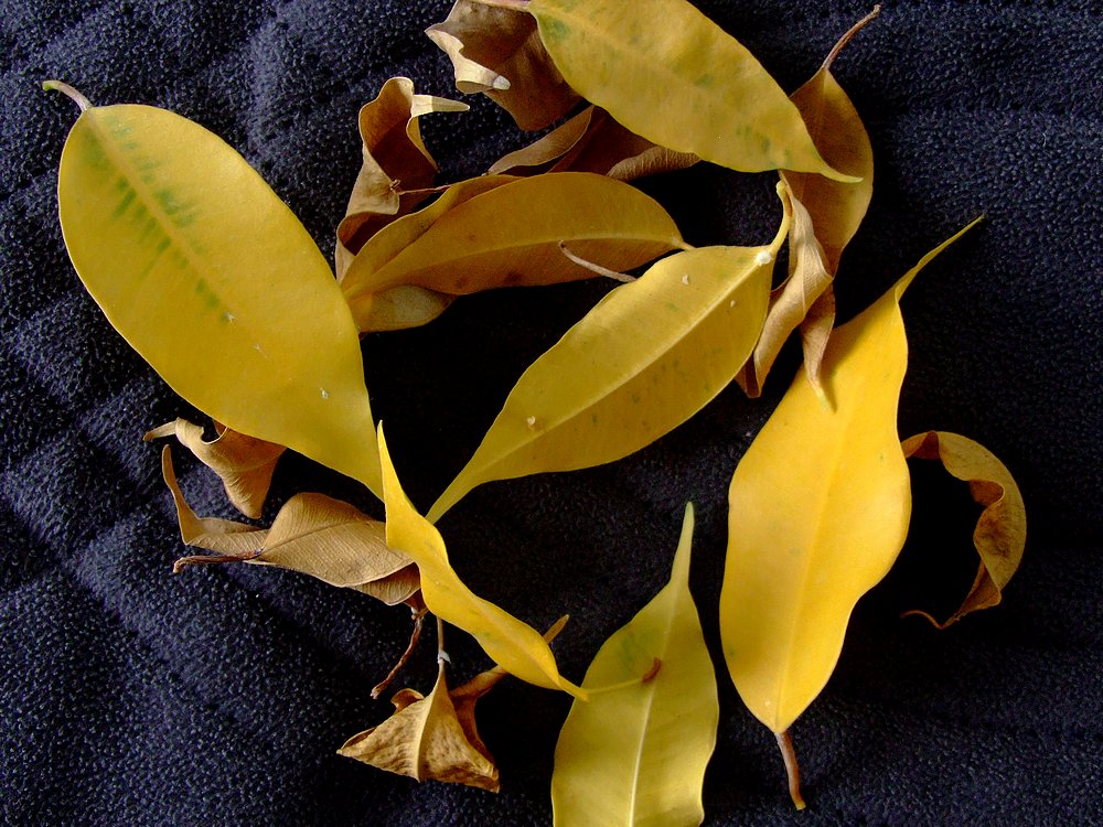 Фикус каучуконосный желтеют листья. Фикус бенджамина желтые листья. Почему у фикуса опадают листья и желтеют. Фикус бенджамина каучуконосный. Почему у фикуса опадают листья и желтеют.