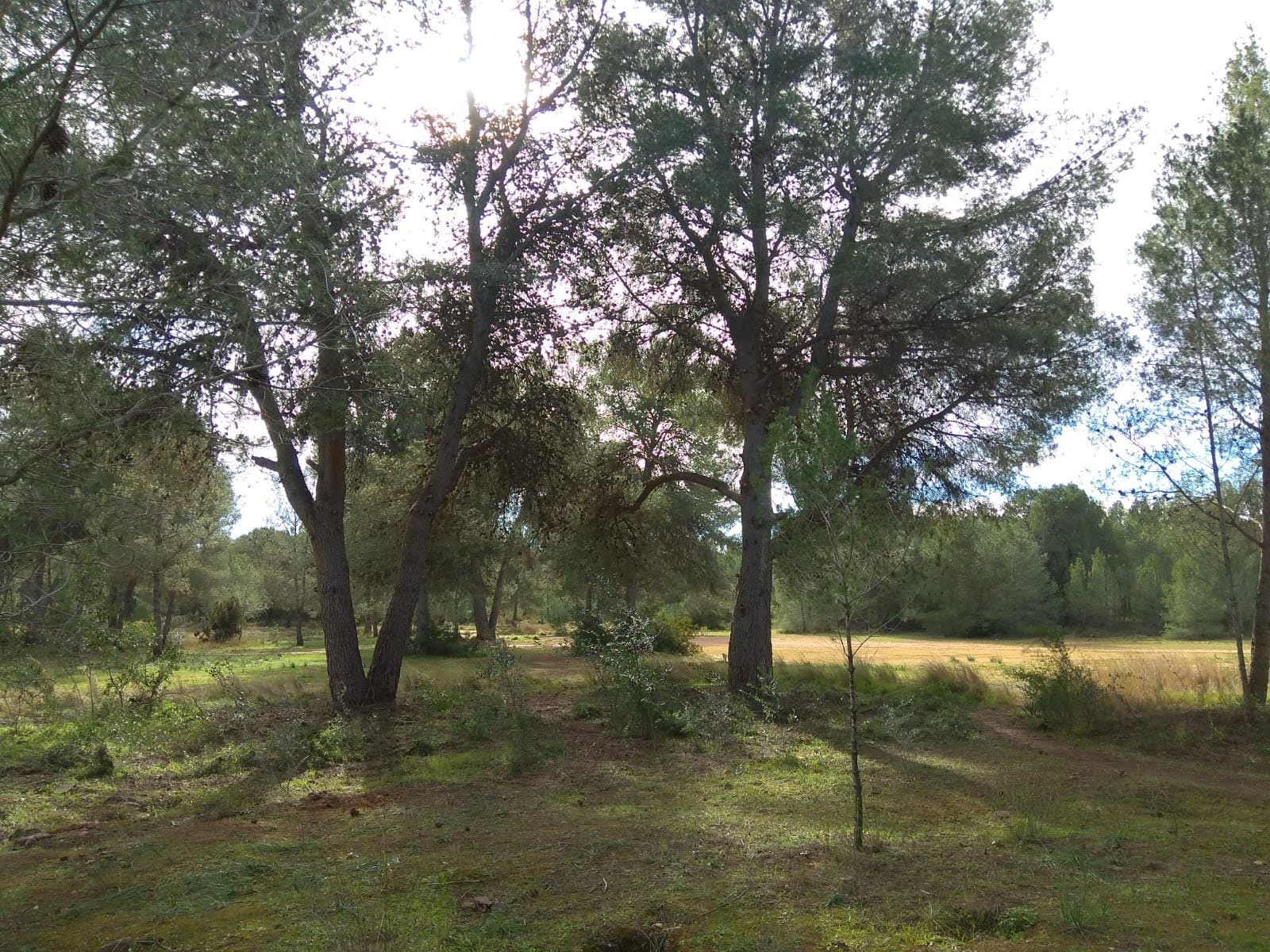 Coordinadora en Defensa de los Bosques del Turia Fotodenuncia