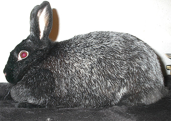 silver fox rabbit, silver fox rabbits, about silver fox rabbit, silver fox rabbit breed, silver fox rabbit behavior, silver fox rabbit breed info, silver fox rabbit color, silver fox rabbit characteristics, silver fox rabbit coat color, silver fox rabbit facts, silver fox rabbit for meat, silver fox rabbit history, silver fox rabbit info, silver fox rabbit information, silver fox rabbit images, silver fox rabbit lifespan, silver fox rabbit live weight, silver fox rabbit meat, silver fox rabbit origin, silver fox rabbit picture, silver fox rabbit personality, silver fox rabbit photo, silver fox rabbit size, silver fox rabbit temperament, silver fox rabbit uses, silver fox rabbit variety, silver fox rabbit weight