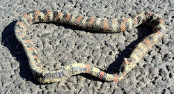 hognose fear centipede days falsa ringed snake coral