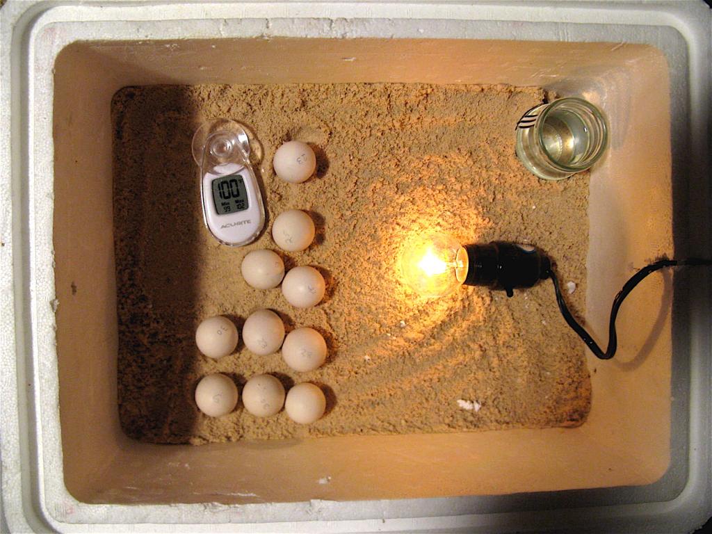 incubator for eggs