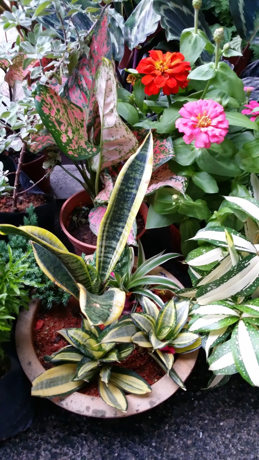 Xing Fu PLANTING DIFFERENT PLANTS IN ONE POT