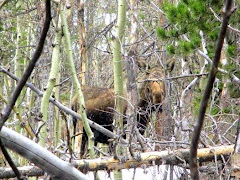 Wonderful Wildlife "Peek-a-Boo Moose"