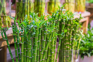 gambar bambu hoki
