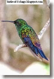 Copper-rumped hummingbird (Amazilia tobaci) Copper-rumped hummingbird (Amazilia tobaci)