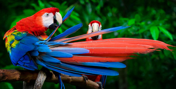 Gambar Burung Indonesiadalamtulisan Terbaru 2014 Gimana Indah Coba Suka Diatas