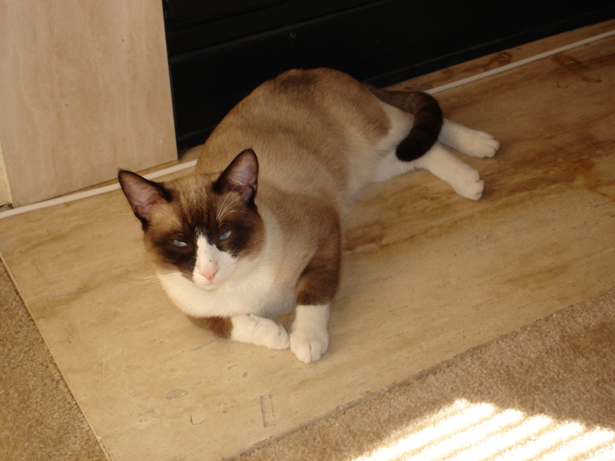 Snowshoe Siamese Information Regarding The Snowshoe Cat Siamese