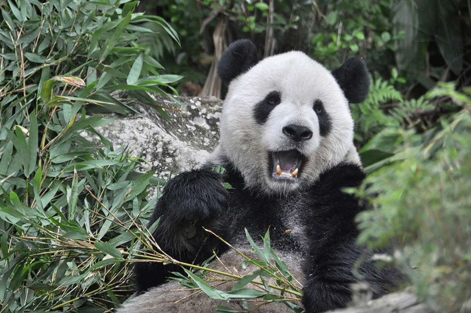 Панда. Панда на бамбуке. Панда фото.