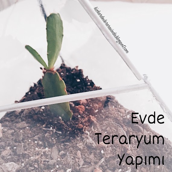 Diy | Evde Teraryum Yapımı