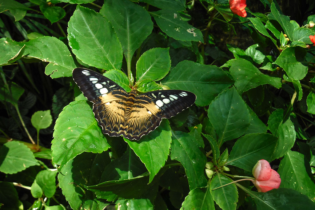 Butterfly from the Niagara Butterfly Conservatory