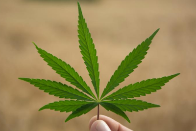 20 Manfaat Medis Marijuana yang Mungkin Anda Belum Tahu