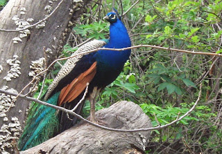 Peacock at Lake Solano County Park