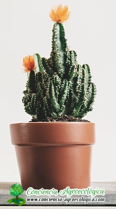 cactus en macetas
