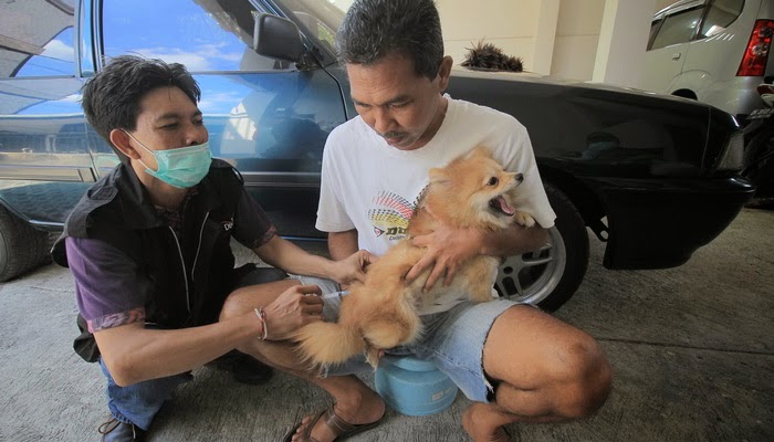 902 Ekor Anjing di Denpasar Divaksinasi Rabies