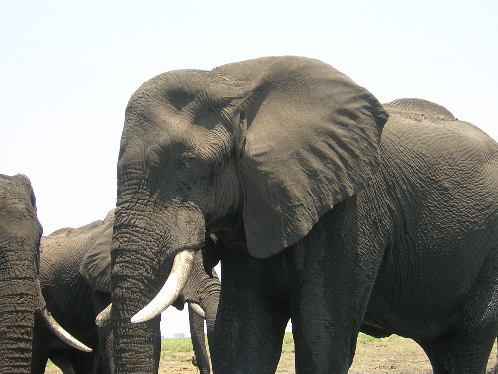 MacPyes in Africa: And then there were elephants!