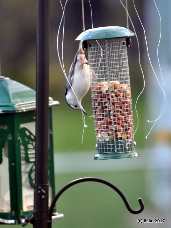 A Life Journey Together Spooking The Sparrows