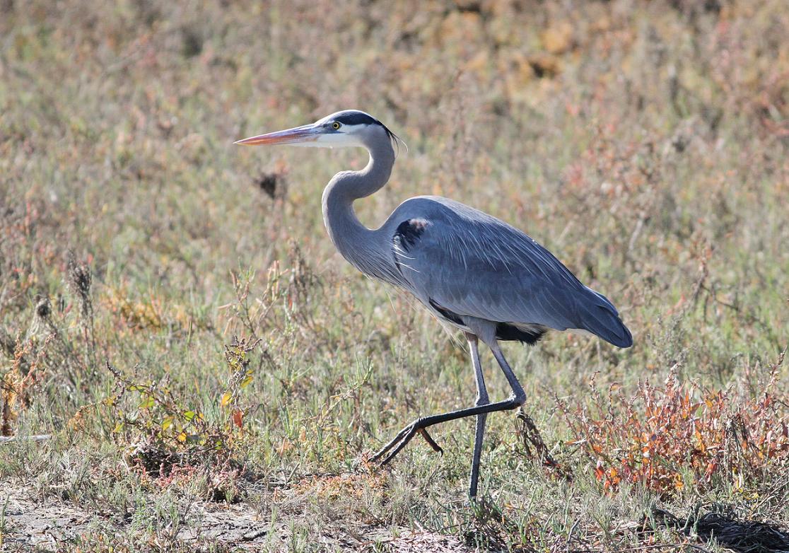 heron big and beautiful singles We talked to the men and women behind niche dating websites to find out what the big & the beautiful: upsize your dating life today. heron big and beautiful singles We talked to the men and women behind niche dating websites to find out what the big & the beautiful: upsize your dating life today.