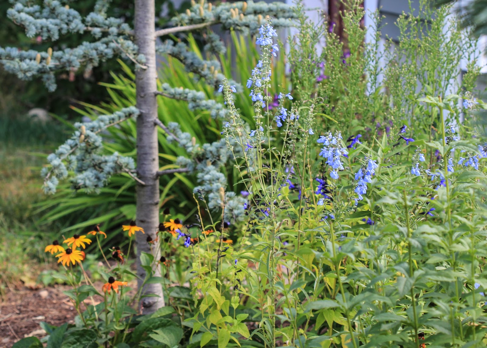 Red House Garden Azure Blue Sage