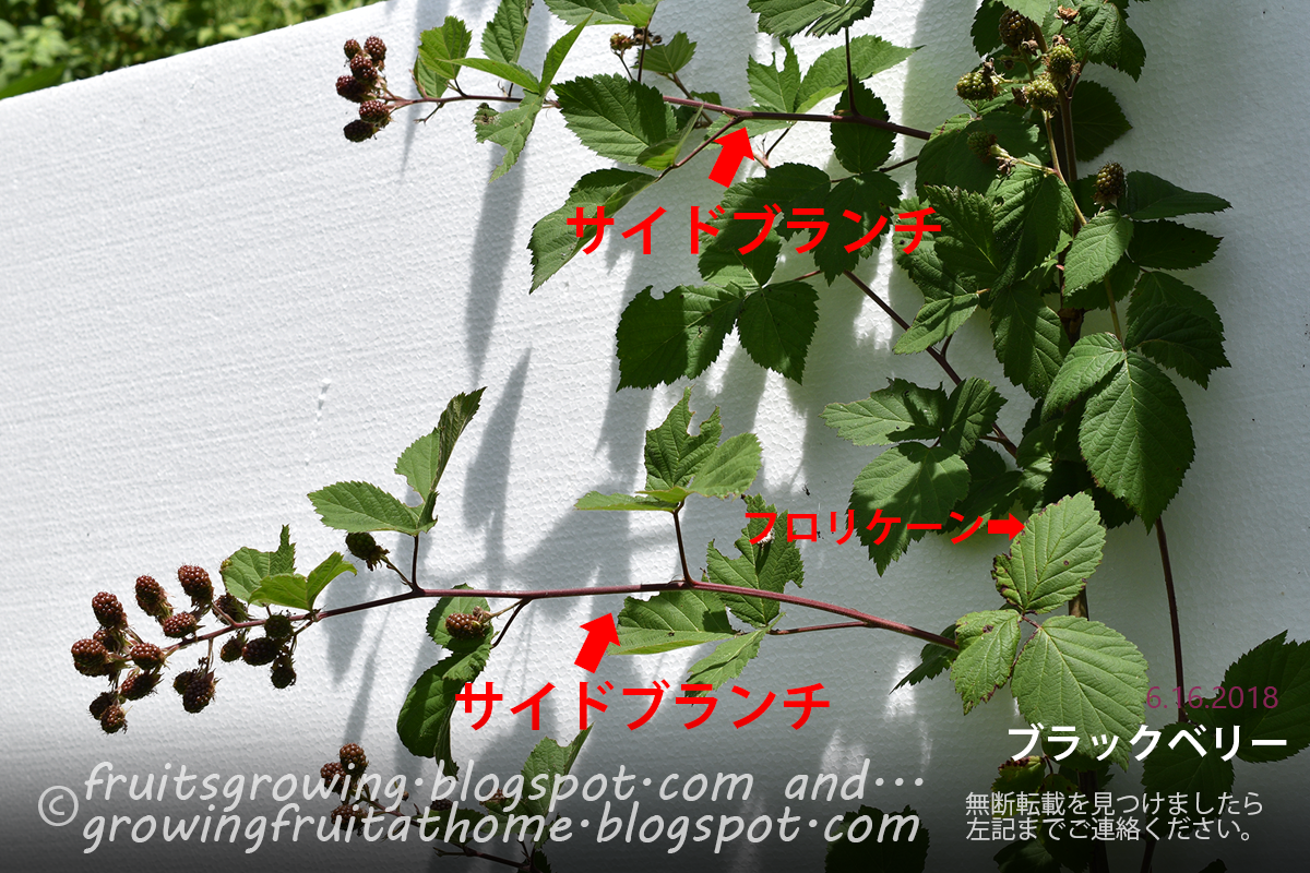鉢植えブラックベリーの育て方 おいしい鉢植え果樹の栽培育て方 自宅を果樹園に