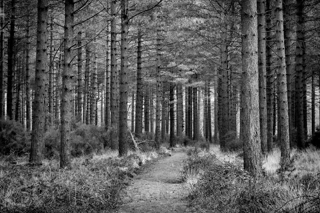 Black and white image of a magnificent pine forest on the Dorset coast 