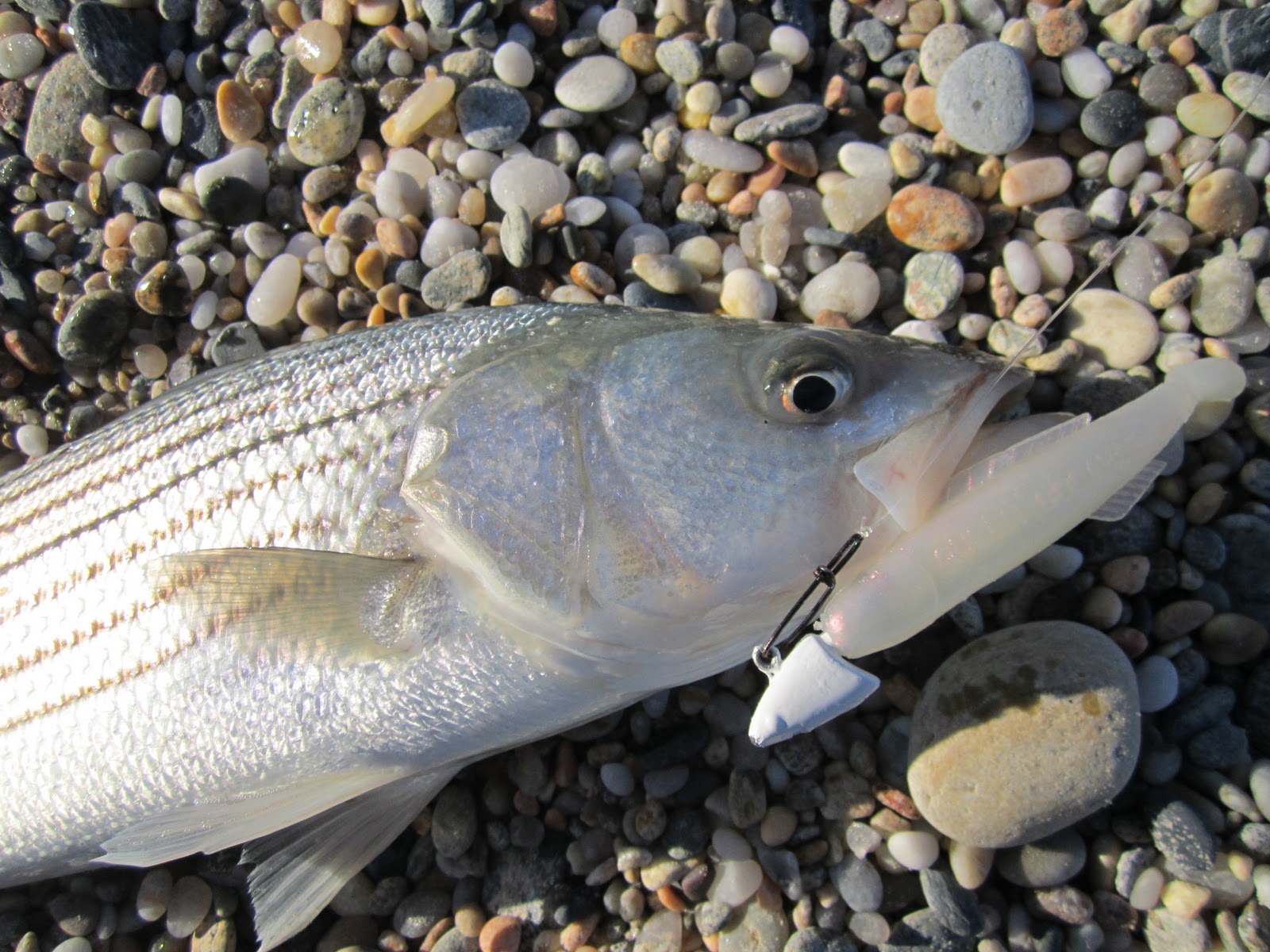Rhode Island Striped Bass Cocahoe+Teasers=Schoolies+Hickory Shad